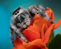 Pavouk skákavka královská (Phidippus regius Bahamas)