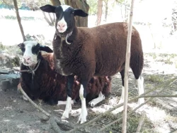 Prodám jehničky východofríské ovce
