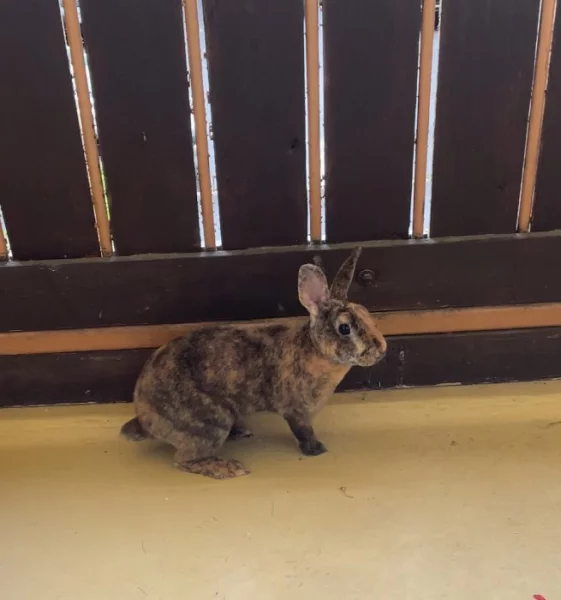 Darují zakrslého kralicka