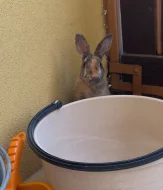 Darují zakrslého kralicka