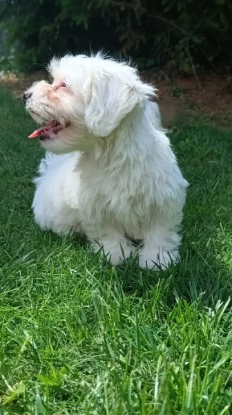 Maltézský pinč, Maltézáček