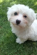 Maltézský pinč, Maltézáček