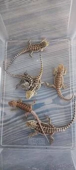 Mláďata Agama vousatá