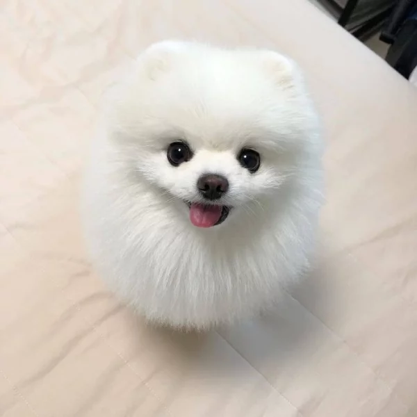 Roztomilá štěňata pomeranianů!