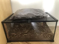 Prodám zlatohlávky s terárkem