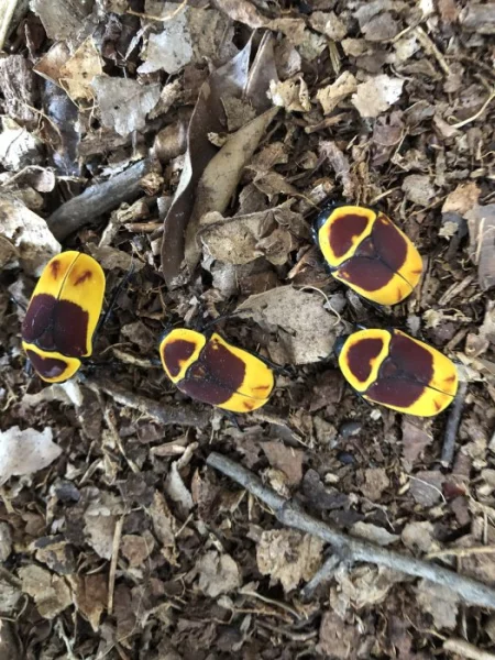 Prodám zlatohlávky s terárkem