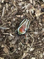 Prodám zlatohlávky s terárkem