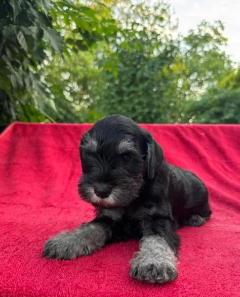 Knírač malý černostříbřitý s PP k okamžitému prodeji-Praha