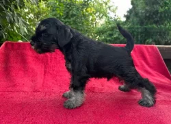 Knírač malý černostříbřitý s PP k okamžitému prodeji-Praha