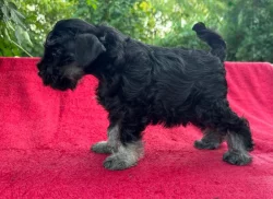 Knírač malý černostříbřitý s PP k okamžitému prodeji-Praha