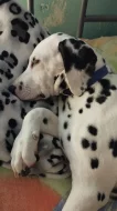Dalmatin s PP