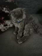 Britský dlouhosrstý kocourek