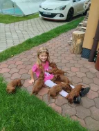 Štěňátka irského setra