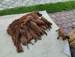 Štěňátka irského setra