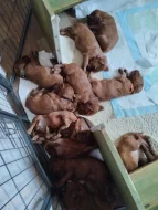 Štěňátka irského setra