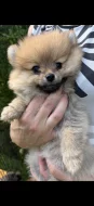 Pomeranian
