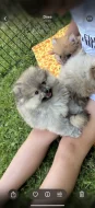 Pomeranian