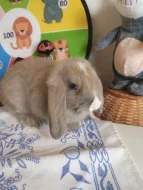 Prodám zakrslé králíčky beránky