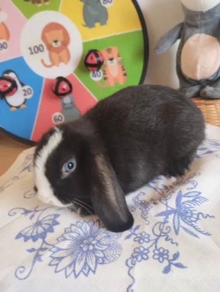 Prodám zakrslé králíčky beránky