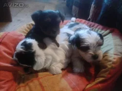Štěňata Biewer Yorkshire Terrier na prodej
