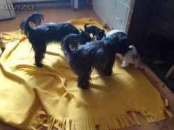 Štěňata Biewer Yorkshire Terrier na prodej