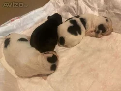 Štěňata Biewer Yorkshire Terrier na prodej