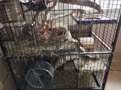 Prodej - osmák degu a klec