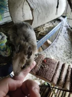 Prodej - osmák degu a klec