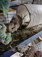 Prodej - osmák degu a klec