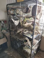 Prodej - osmák degu a klec