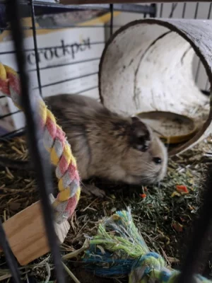 Prodej - osmák degu a klec