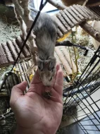 Prodej - osmák degu a klec