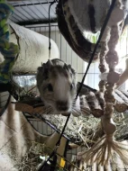 Prodej - osmák degu a klec