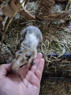 Prodej - osmák degu a klec