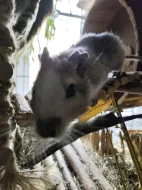 Prodej - osmák degu a klec