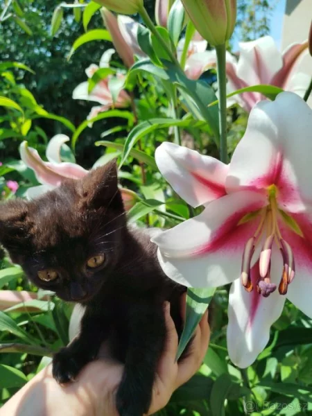 prodám černa britská koťátka kočičku a kocourka