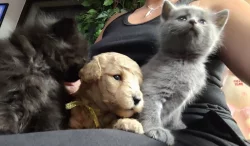 Střední pudl apricot