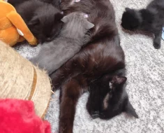 Černé koťátko....v genech britská šedá