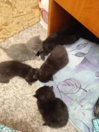 Černé koťátko....v genech britská šedá