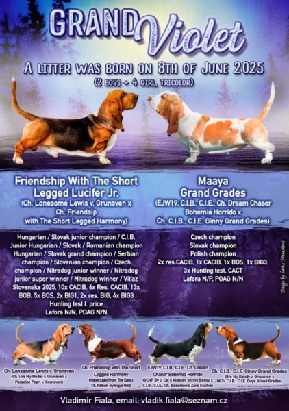 Basset Hound - štěňata