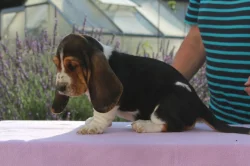 Basset Hound - štěňata
