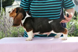Basset Hound - štěňata