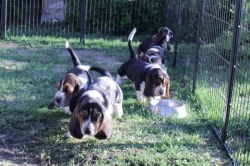 Basset Hound - štěňata