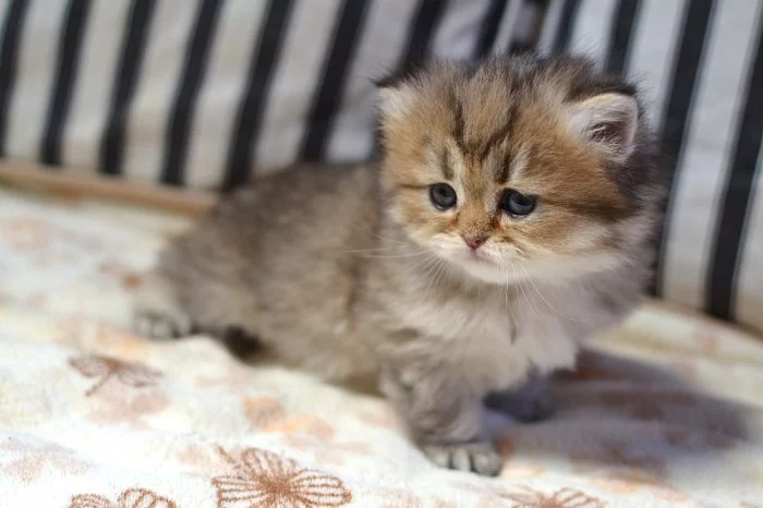 Britská zlatá kočička s PP