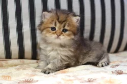 Britská zlatá kočička s PP