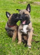 Belgický ovčák malinois