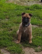 Belgický ovčák malinois