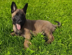 Belgický ovčák malinois