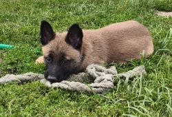 Belgický ovčák malinois