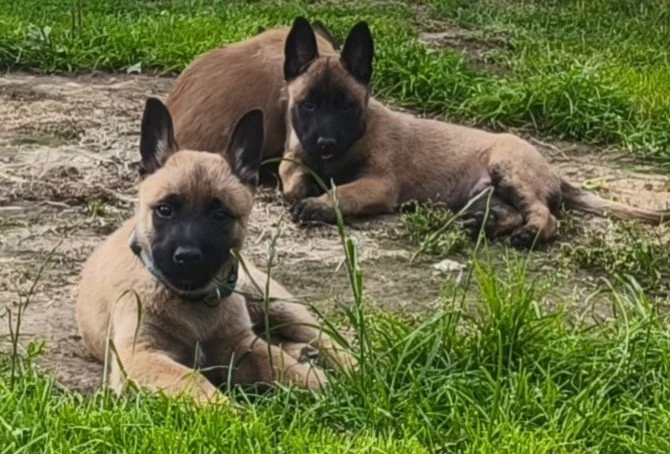 Belgický ovčák malinois